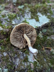 Agrocybe