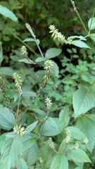 Achyranthes