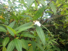 Melastoma denticulatum