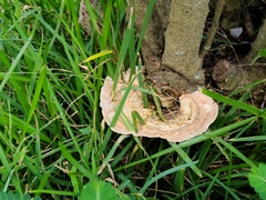 Trametes cubensis