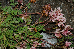 Trifolium pallescens
