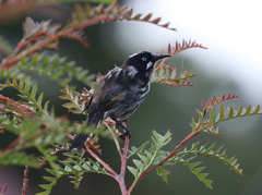 Phylidonyris novaehollandiae