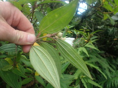 Melastoma denticulatum