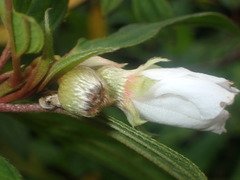 Melastoma denticulatum