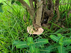 Trametes cubensis