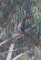 Platycercus caledonicus