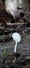 Hemimycena lactea