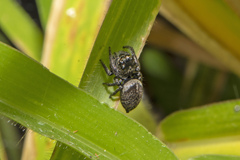 Euryattus bleekeri