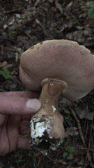 Tylopilus rubrobrunneus