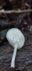 Hemimycena lactea