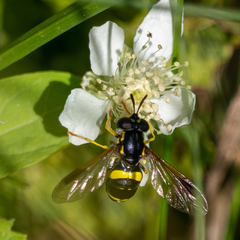 Chrysotoxum bicinctum
