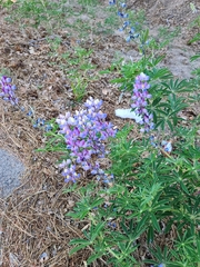 Lupinus argenteus