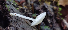 Hemimycena lactea