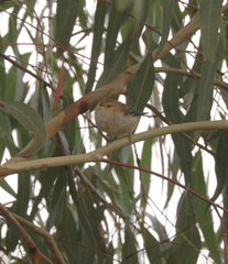 Pardalotus quadragintus