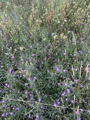 Centaurea jacea