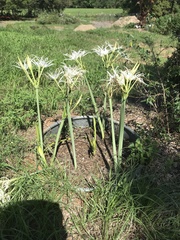 Hymenocallis occidentalis