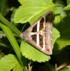Grammodes geometrica