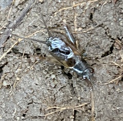 Eunemobius carolinus