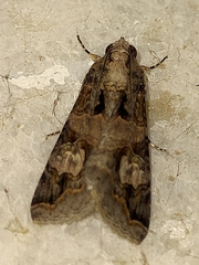 Melipotis famelica