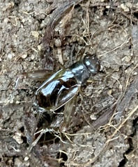 Eunemobius carolinus