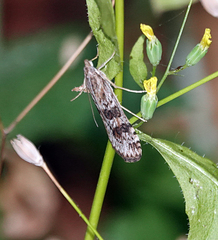 Nomophila nearctica