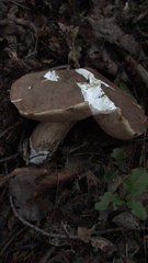 Tylopilus felleus