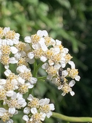 Halictus tripartitus