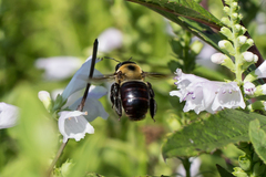 Xylocopa virginica virginica