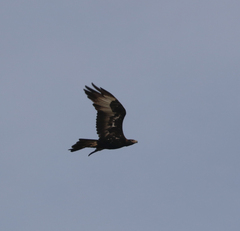Aquila audax