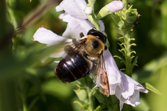 Xylocopa virginica virginica