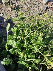 Rhamphospermum nigrum