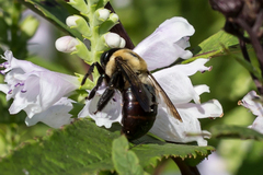 Xylocopa virginica virginica