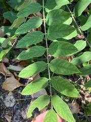Robinia hispida