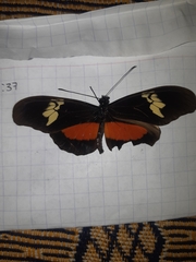 Heliconius hortense