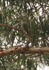 Nesoptilotis flavicollis