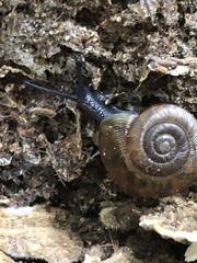 Neohelix albolabris