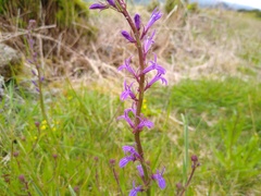 Lobelia urens