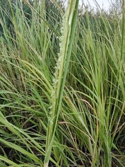 Sporobolus alterniflorus