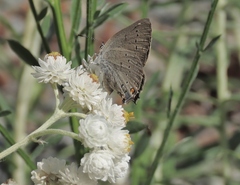Satyrium sylvinus