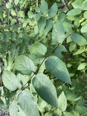 Lonicera tatarica