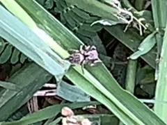 Habronattus coecatus