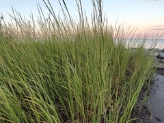 Sporobolus alterniflorus