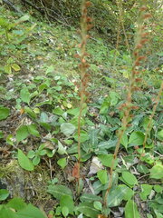 Goodyera oblongifolia