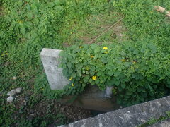 Camonea