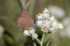 Satyrium saepium
