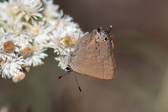 Satyrium saepium
