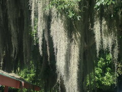 Tillandsia usneoides