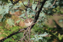 Malurus cyaneus cyaneus