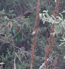 Acanthiza pusilla