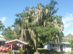Tillandsia usneoides